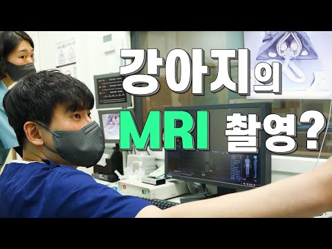 [토크닥터] 토닥 143회 반려견도 MRI 검사를 받는다고?