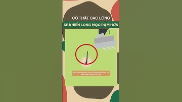CẠO LÔNG CÓ KHIẾN LÔNG MỌC RẬM HƠN KHÔNG? #facts #kienthuc #trasuakhongduong