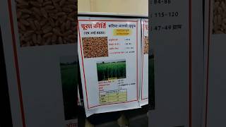 new wheat varietys hi-indore chart for details #pusa #hi #icar #iisrindore new wheat varietys hi-indore chart for details #pusa #hi #icar #iisrindore