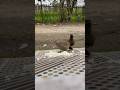 Angary bird अपना ख़ाना किसी को नहीं देती 🦅