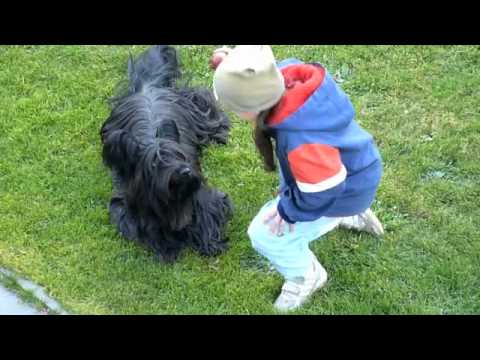 Skye terrier Montmarency - Merry Apple Game