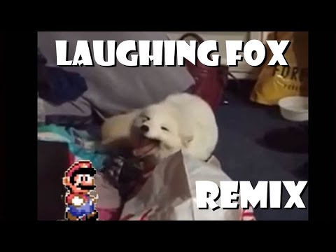 cute-white-fox-laughing---remix-compilation