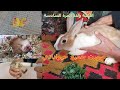 الارنبة ولدت المرة السادسة🐰اشتريت زوج طيور 🦜وثقت صوت الهامستر🐹