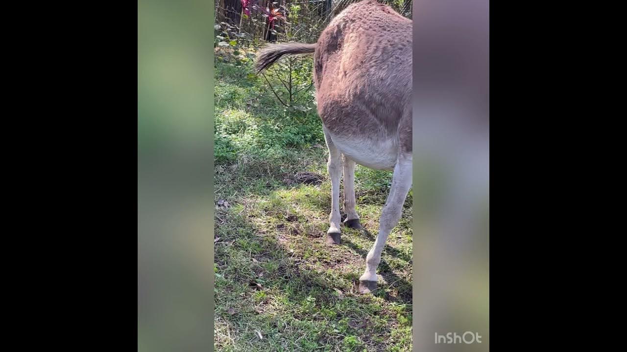Honey the standard donkey giving birth!! YouTube