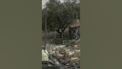 قَدْ أَفْلَحَ مَنْ تَزَكَّى /تلاوة جميلة