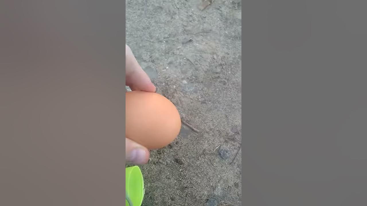 This is what you do with rotin eggs youtube