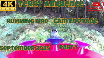4k Humming Bird Cam Footage September 2025 Part 1
