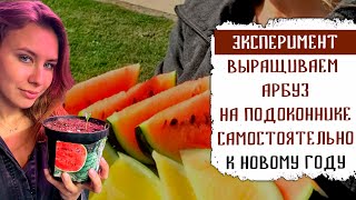 видео: ЭКСПЕРИМЕНТ! ВЫРАЩИВАЕМ АРБУЗ НА ПОДОКОННИКЕ К НОВОМУ ГОДУ! ВАШИ СТАВКИ? картинка: ЭКСПЕРИМЕНТ! ВЫРАЩИВАЕМ АРБУЗ НА ПОДОКОННИКЕ К НОВОМУ ГОДУ! ВАШИ СТАВКИ?