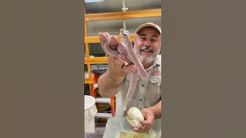 EGG CUTTING✂️🥚 Helping Baby Snakes🙌