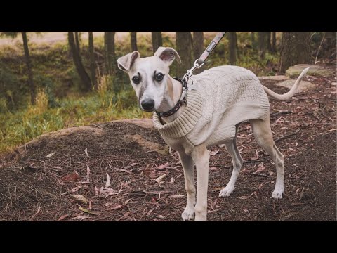 Wideo: My Experience Owning Whippet Dogs