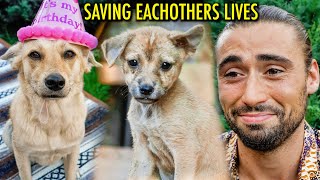 The Homeless Street Dog That Changed My Life Forever (The Real Story)