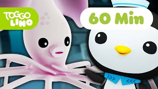 Die Oktonauten | Kalmare und Oktopusse | Ganze Folge Deutsch | Toggolino Serien