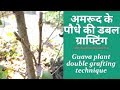 अमरूद की ग्राफ्टिंग । अमरूद के पौधे की डबल ग्राफ्टिंग | Guava plant double grafting technique