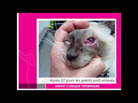 Vidéo: Dégénérescence De L'image Faisant Partie De L'œil Chez Le Chat