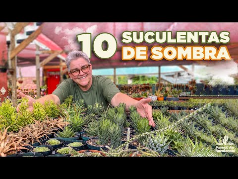 Vídeo: Suculenta - que planta é essa? suculentas em casa