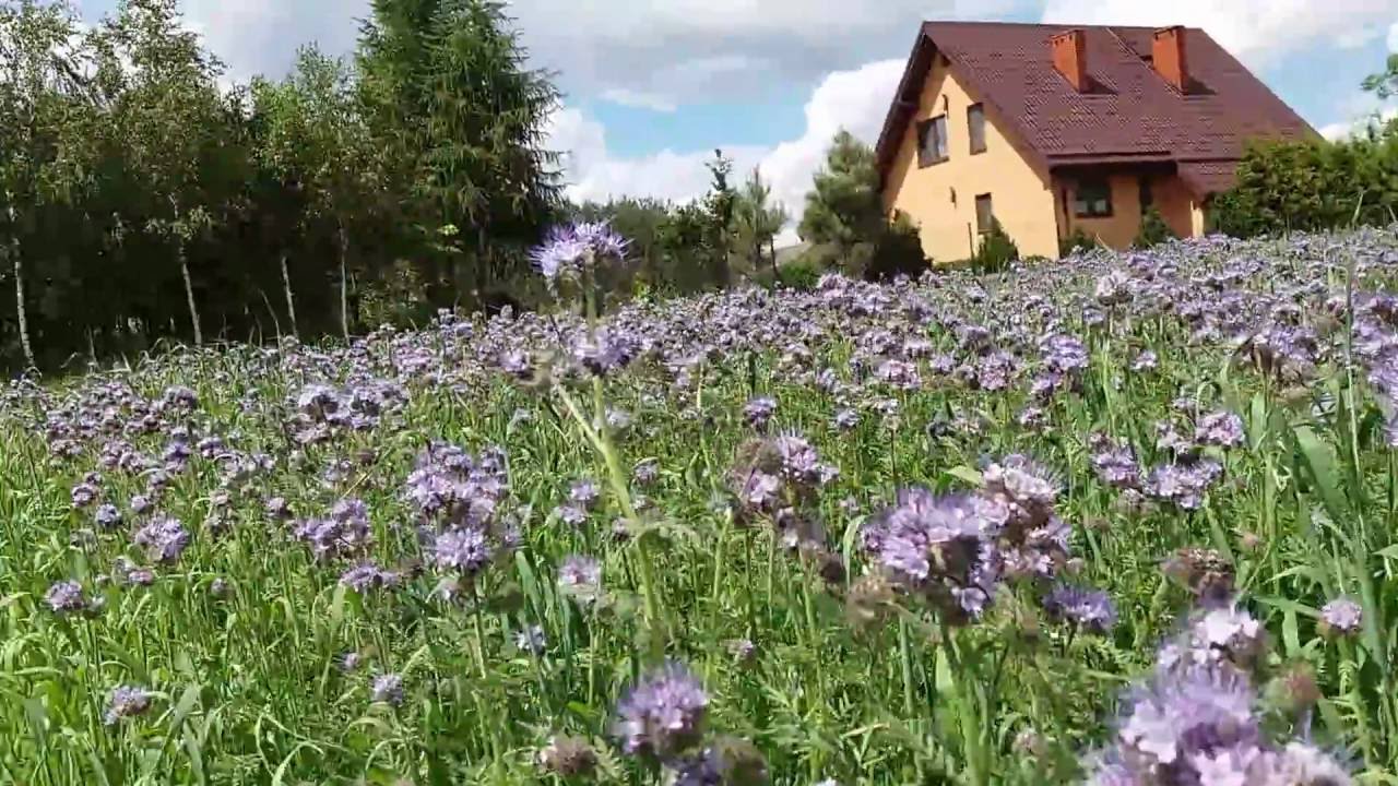 Uprawa Facelii dla Pszczół.