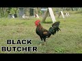 Jc black butcher