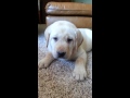 Lab Puppies For Sale In Michigan