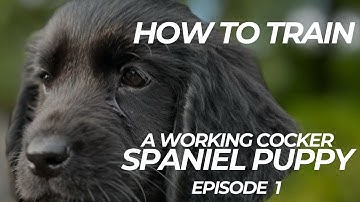 Nelly The Working Cocker Training Vlog Ep 1 | The Dog Therapist