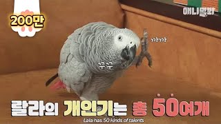 A parrot which is so good at mimicry