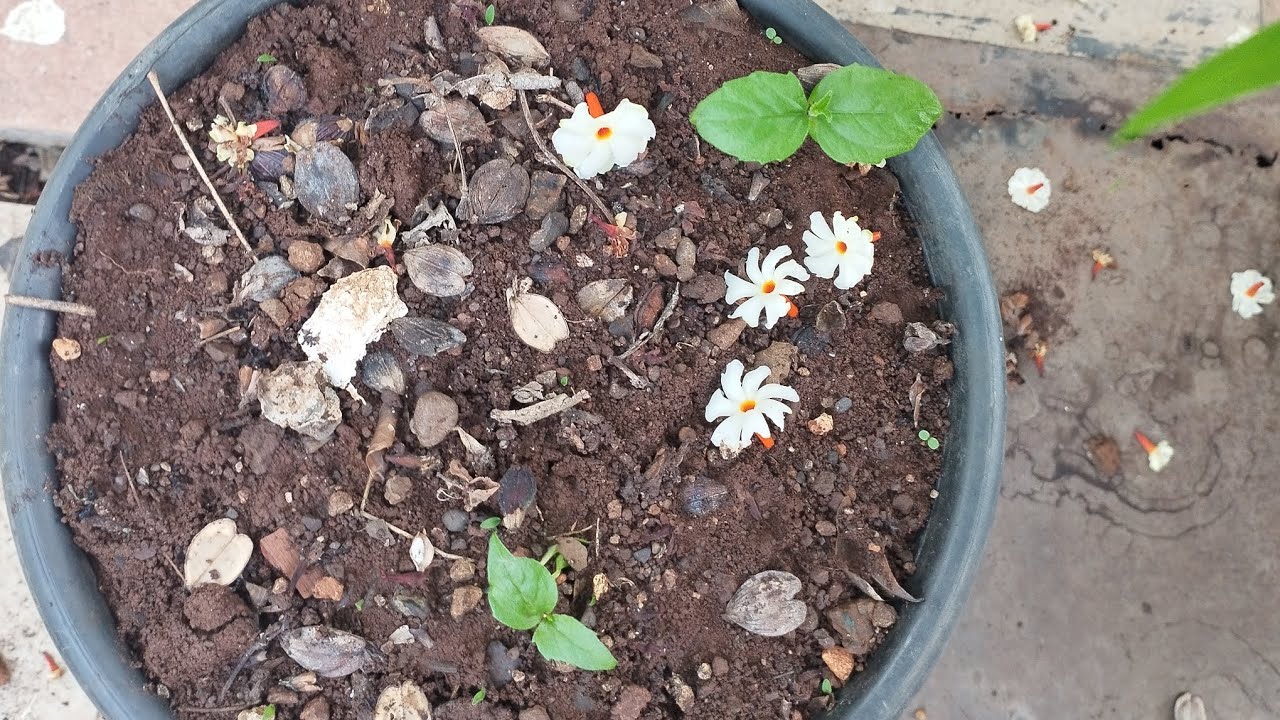 How To Grow Parijat Jasmine YouTube how-to-grow-parijat-jasmine-youtube