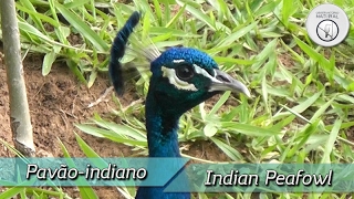 Indian Peafowl (Pavo cristatus)