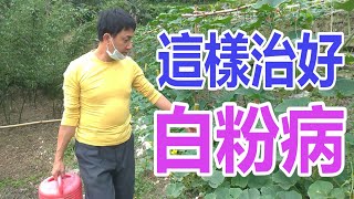 試過很多方法，這樣治好白粉病最有效  |  葵無露