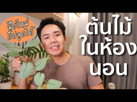 ต้นไม้ในห้องนอนใหม่ พร้อมวิธีดูแลง่ายๆ มือใหม่ก็ปลูกได้ | Uncle Bank