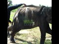 Wildlife officials treating the injured baby elephant | 負傷した子ゾウを治療する野生動物担当者 | Elephant #shorts