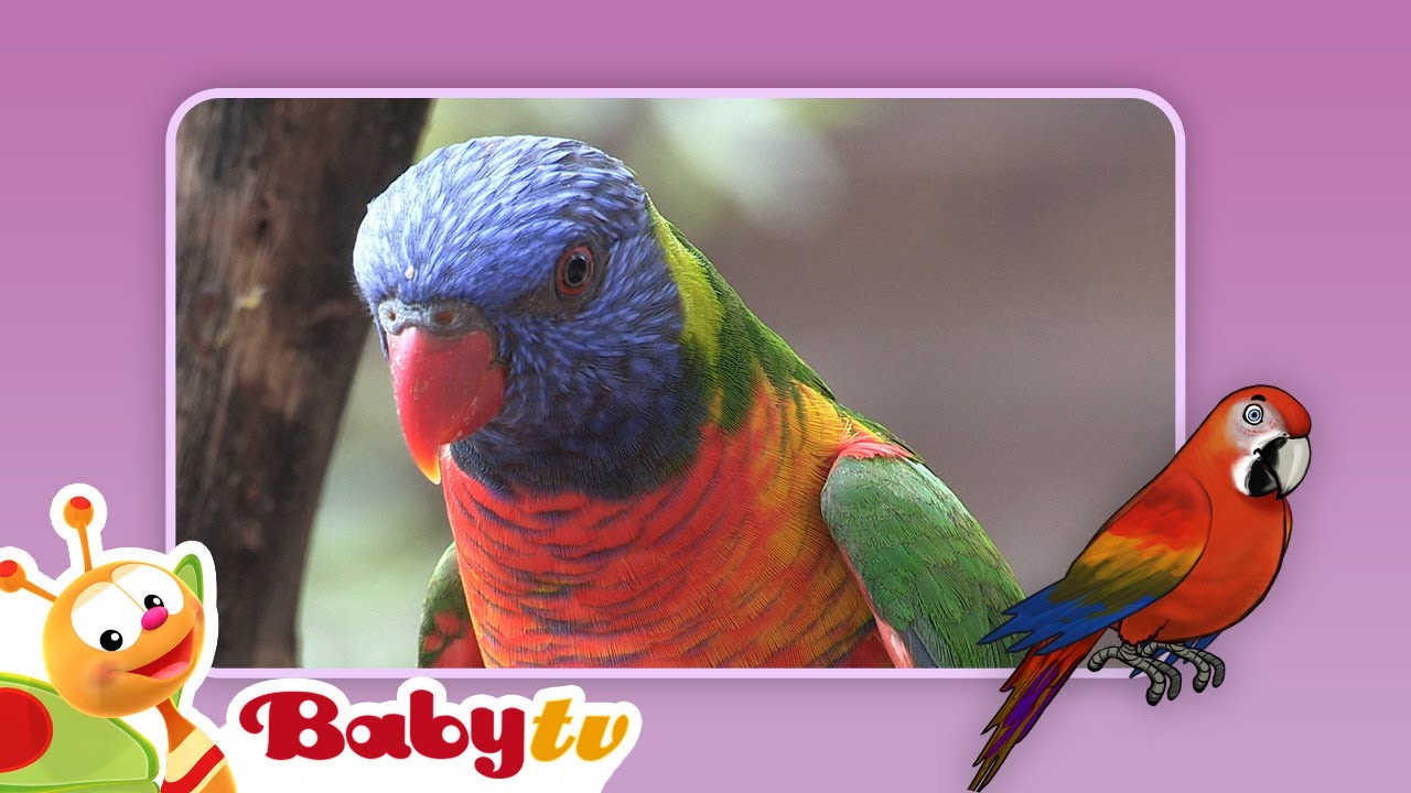 Parrots | Fun with Animals | BabyTV - YouTube