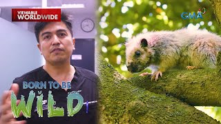 Join Doc Ferds in saving the life of a giant cloud rat with deep wounds | Born to be Wild