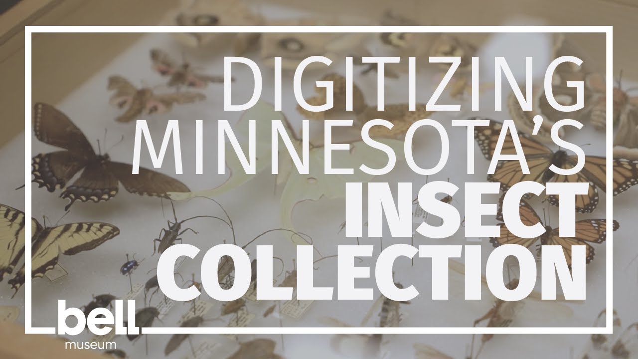 Digitizing Minnesota's Insect Collection: Cristian Beza-Beza - YouTube