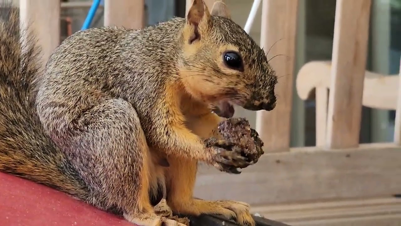 3 Squirrels Getting Treats