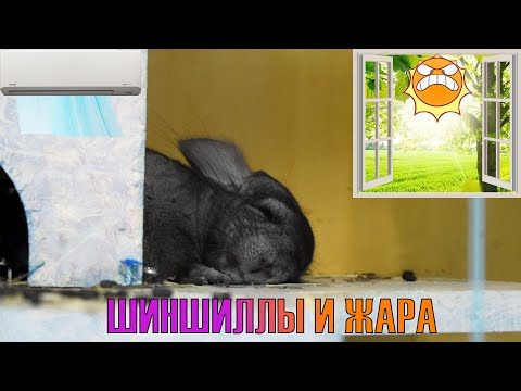 Шиншиллы и жара. Способы спасения