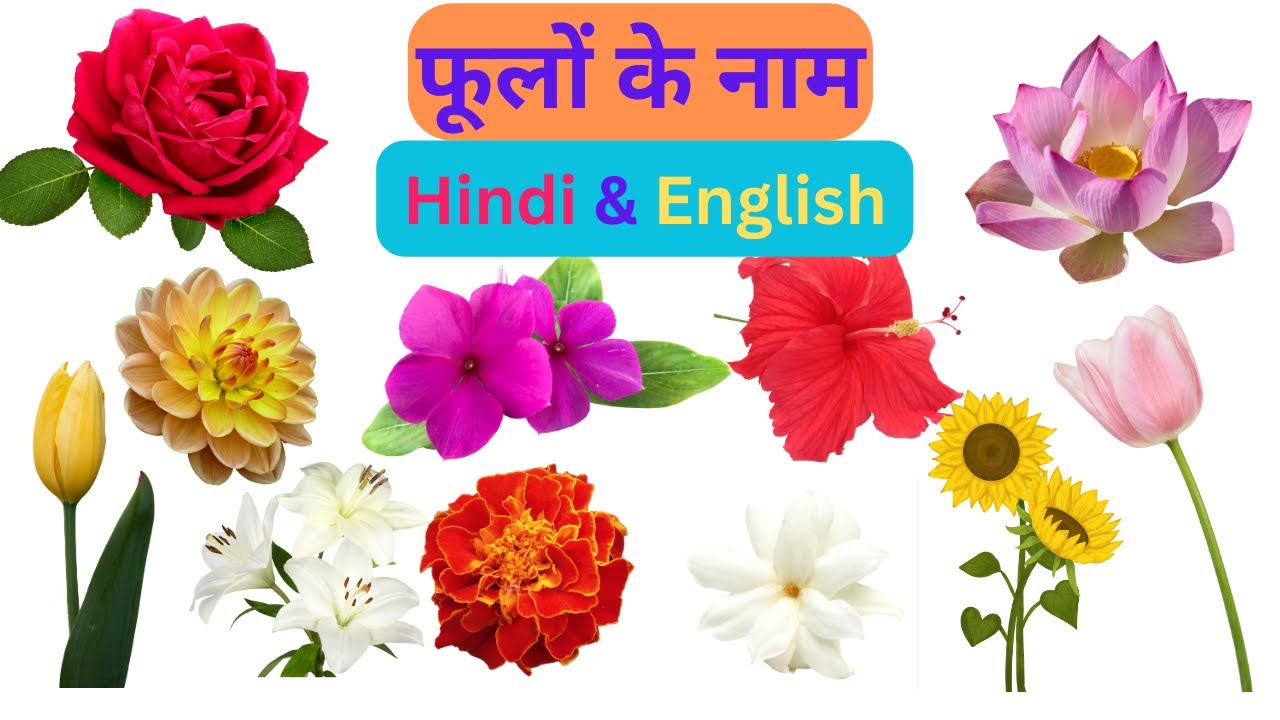 Learn Flowers name hindi and english I flowers name I name of flowers I