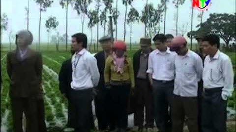 Cỏ ngọt Stevia_Công ty Á Châu