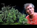 Mid Summer Pruning, The Bonsai Zone, July 2021