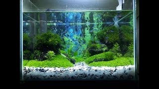 how to aquascape a dennerle nanocube