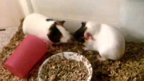 Guinipigs