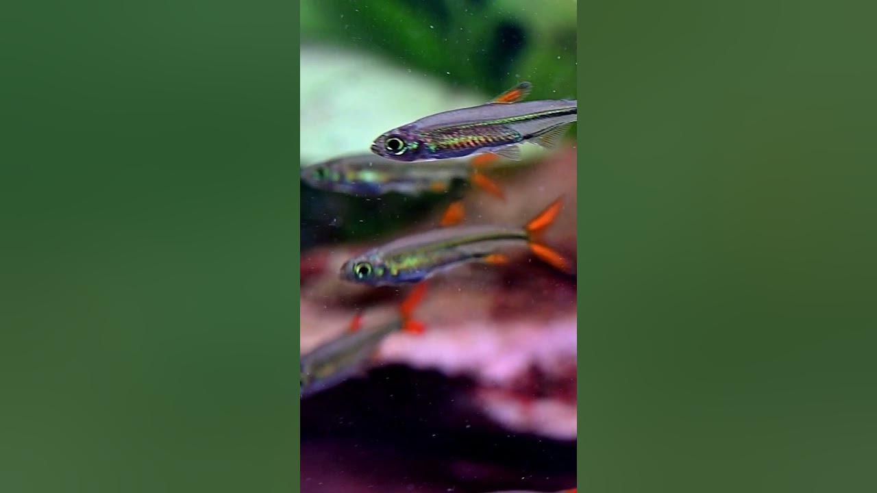 Rare Jelly Bean Tetras Ladigesia roloffi YouTube