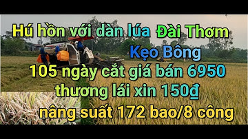 Thu hoạch lúa của nông dân miền Tây | miếng 8 công | cut the fragrant daisies of western farmers