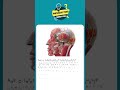 NEET PG Exam Question #anatomy #medicalentranceexam #science #medicalexam #neetpgexam #neetpg