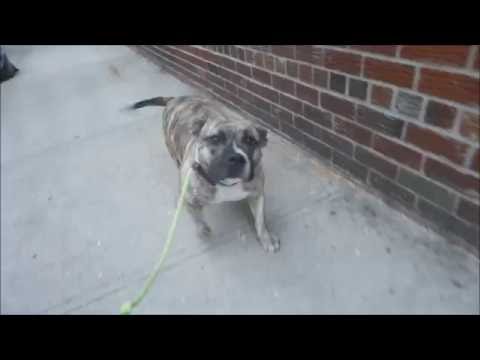 Bella - A1090202 - Brooklyn ACC camera iphone 8 plus apk