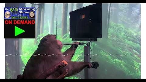 Monkeys Died in Elon Musk