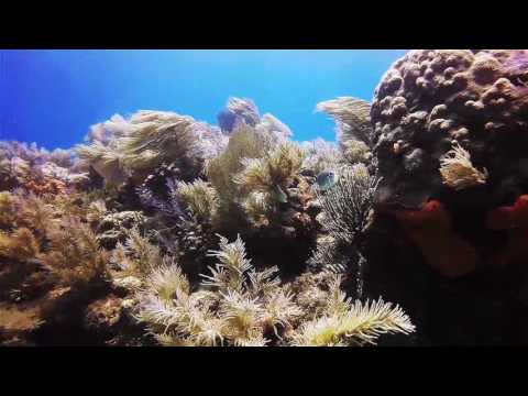 Molasses Reef Key Largo