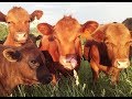 Building Our Grass Fed Herd Update (Fall 2017)