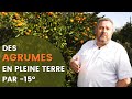IL CULTIVE DES AGRUMES EN PLEINE TERRE RESISTANT AU FROID mp3