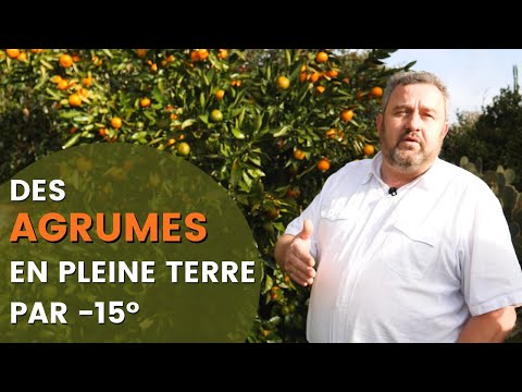 Vidéo: Care Of Hardy Citrus - Cultiver des agrumes dans les climats froids