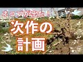 【自然栽培】定植した白菜・キャベツの様子