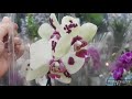 Орхидеи в Леруа: Надо же - Биг Липы стоят с прошлой недели! Новогодние атрибуты 19.11.21г.